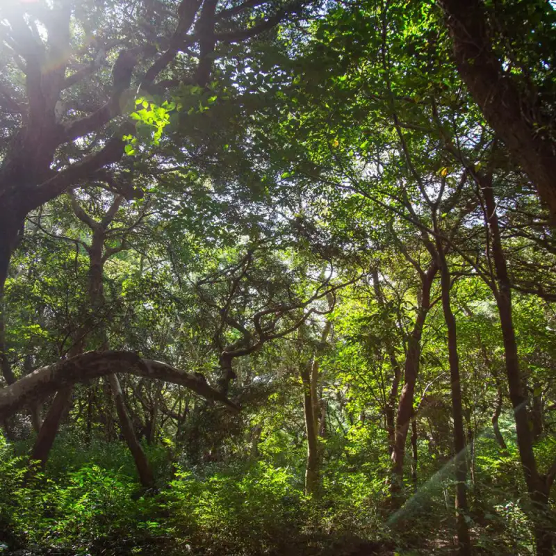 비자림 썸네일 이미지