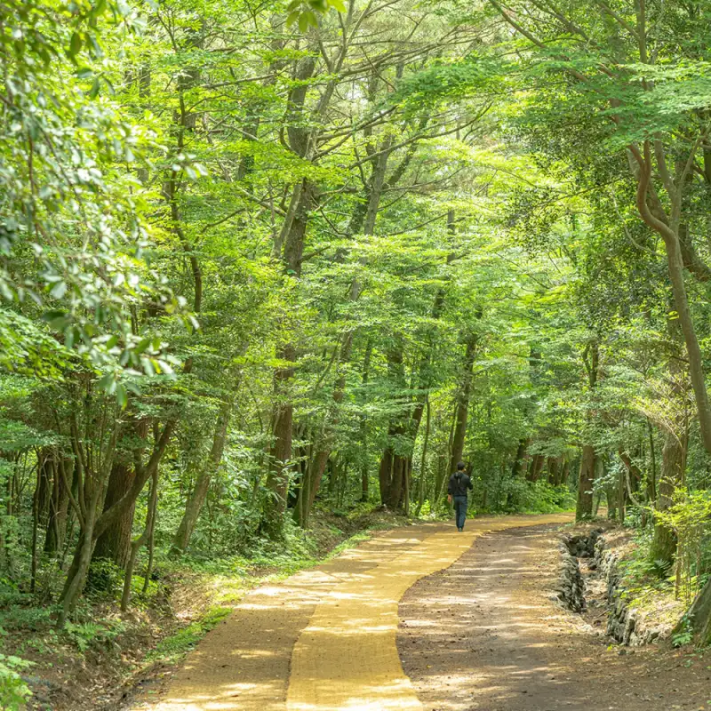 서귀포 치유의 숲 썸네일 이미지