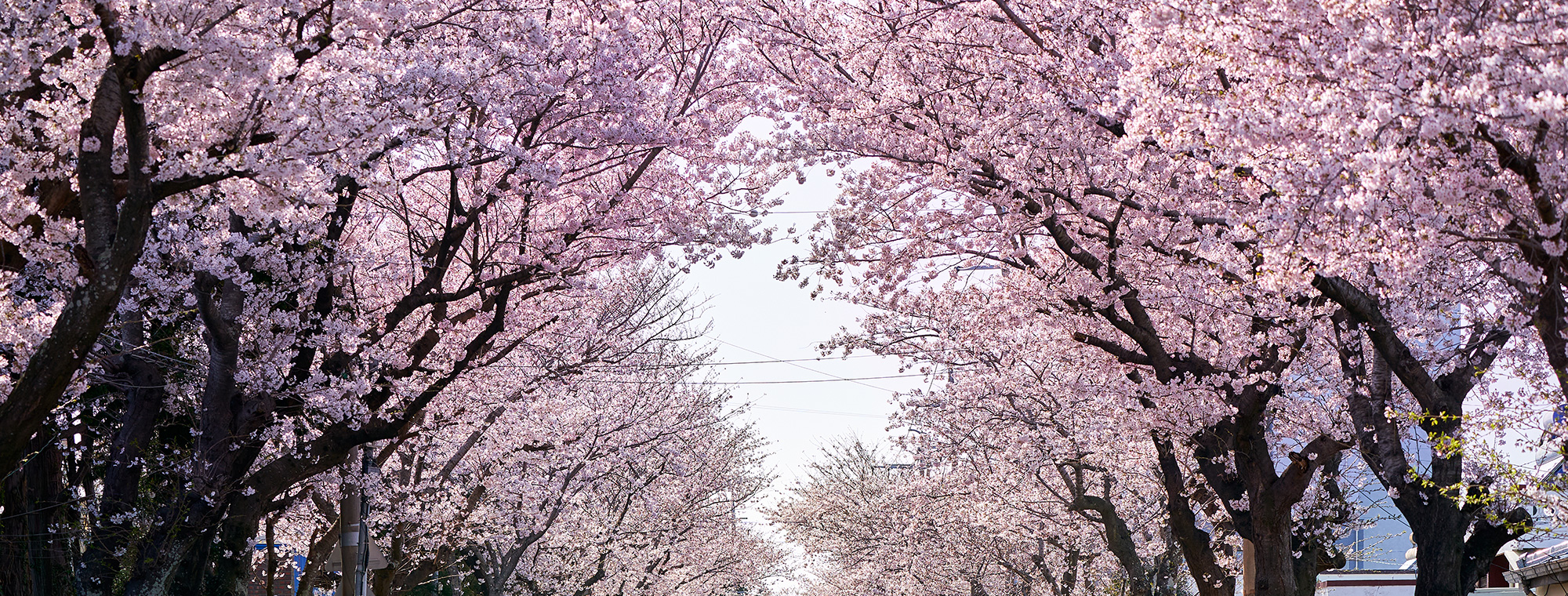 위미 벚꽃길 Wimi Cherry Blossom Road